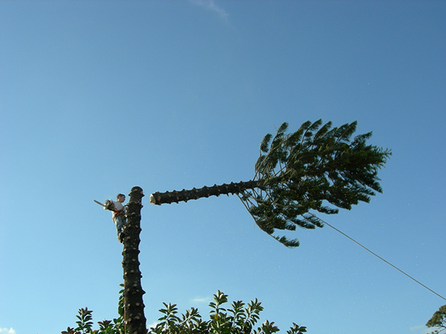 Coral Springs Tree Removal Company